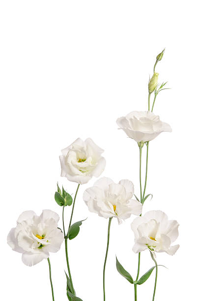 istock Beautiful eustoma flowers isolated on white background 521044840
