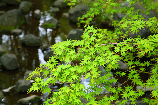 Fresh green leaves at a river in Japan.
