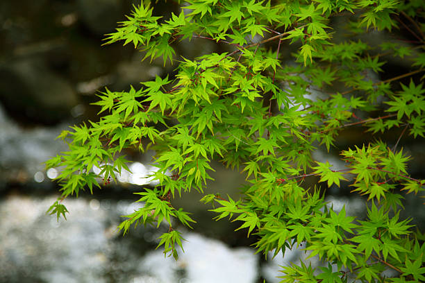新鮮な緑の葉を日本 - maple leaf green outdoors ストックフォトと画像