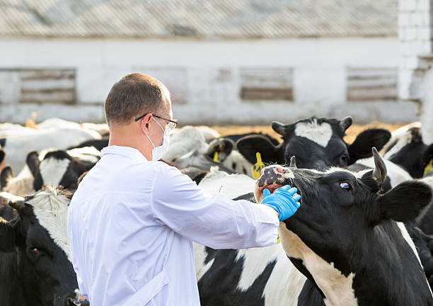 istock veterinarian at  farm cattle 521047137