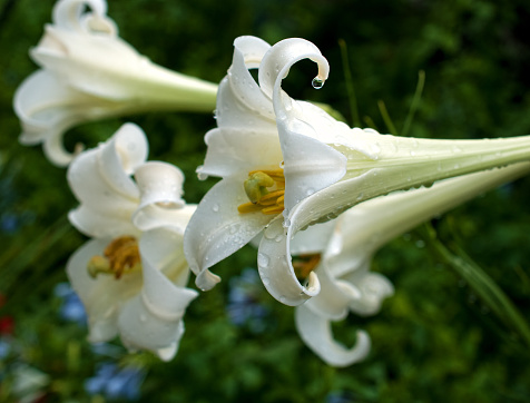 Large trumpet lilies with droplets of rain.