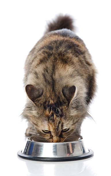 istock cat eating  food. isolated on white background 521047350