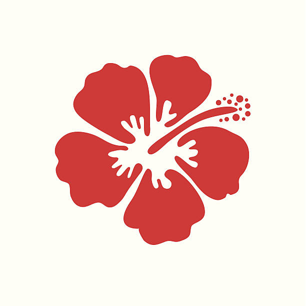 illustrazioni stock, clip art, cartoni animati e icone di tendenza di illustrazione vettoriale di fiore di ibisco - maui