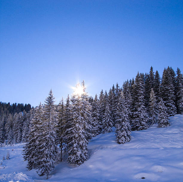 Sun rising over snow covered pine tress in Morzine, France Sun rising over snow covered pine tress in the French ski resort of Morzine winter sunrise mountain snow stock pictures, royalty-free photos & images