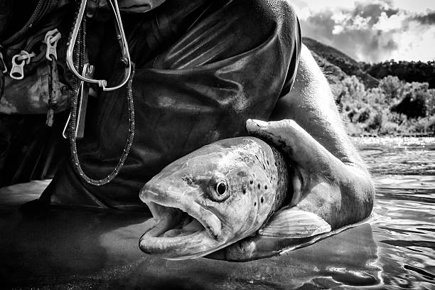 Brown Trout Caught Fly Fishing