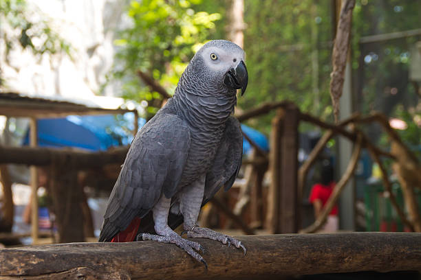 istock the macaw portrait on the branch 521048415