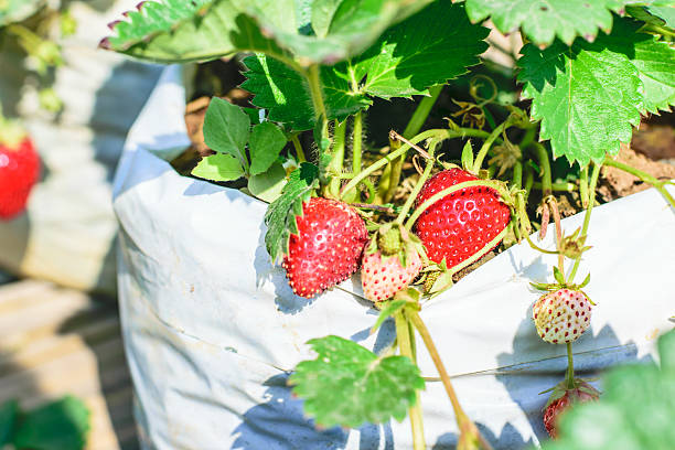 istock strawberrie in the planting strawberry 521048576