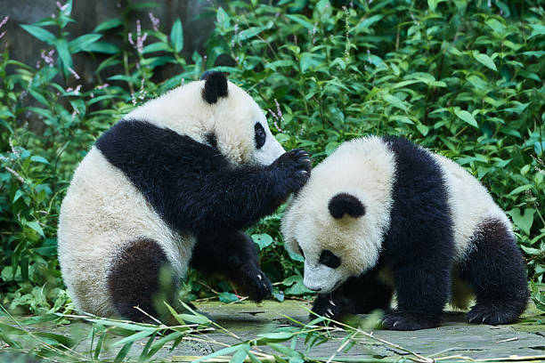 istock two Panda bears cubs playing Sichuan China 521048685