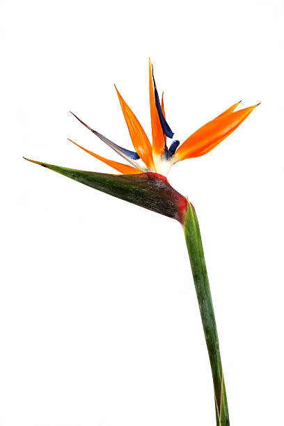 Bird of Paradise Flowers stock photo