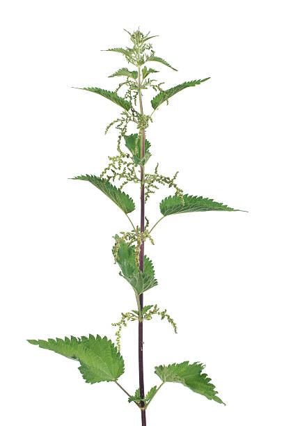 istock Stinging nettle with flowers isolated on white background 521049867