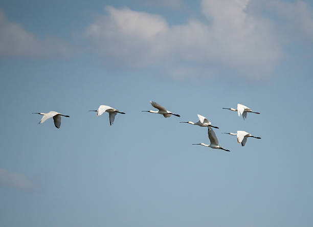 istock Flock of Spoonbills in Flight 521050007