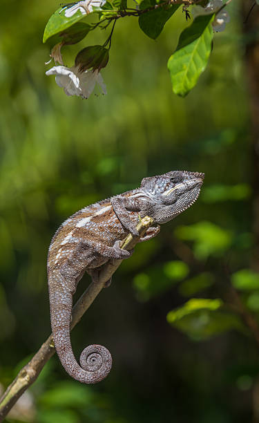 istock Colorful chameleon of Madagascar 521050393
