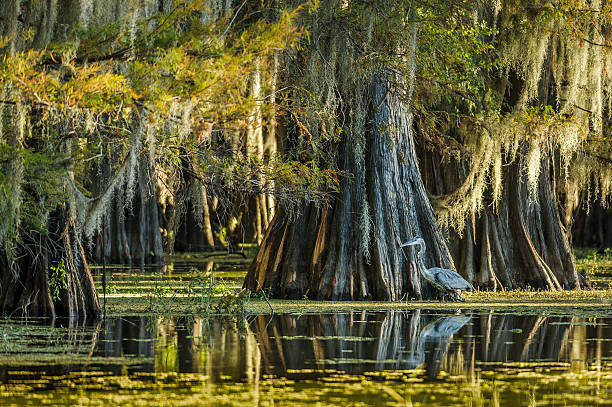 istock Great Blue Heron in Swamp 521051123