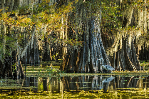 Caddo Lake in east Texas. World's largest bald cypress forest.