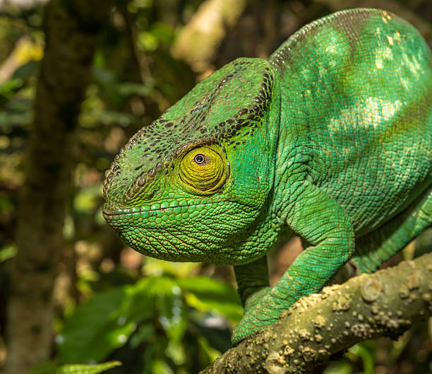 istock Colorful chameleon of Madagascar 521051589