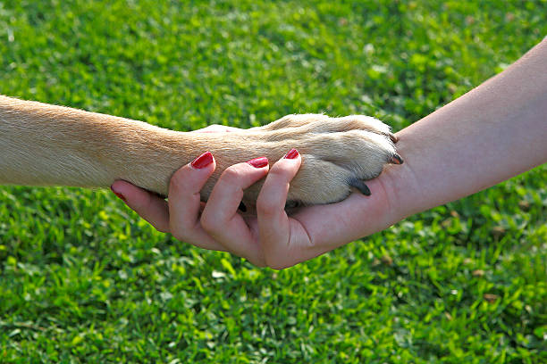 istock Girl holding a dog paw 521051967