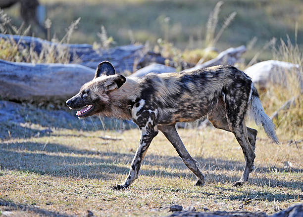 On the scent, Botswana A prowling Painted Dog on the hunt for fresh scent, Moremi National Park, Botswana, Africa prowling stock pictures, royalty-free photos & images