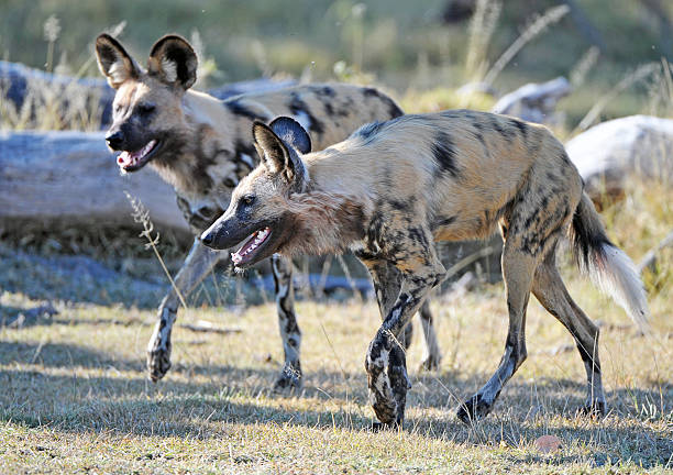On the prowl, Botswana A pair of prowling Painted Dog on the hunt for fresh scent, Moremi National Park, Botswana, Africa prowling stock pictures, royalty-free photos & images