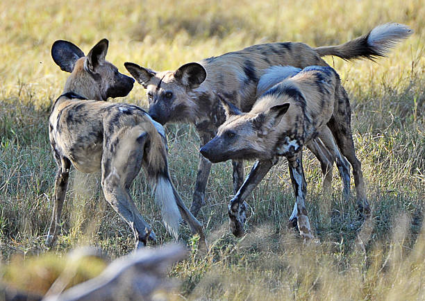 Painted Dog group, Botswana A group of prowling Painted Dog on the hunt for fresh scent, check out one another, Moremi National Park, Botswana, Africa prowling stock pictures, royalty-free photos & images