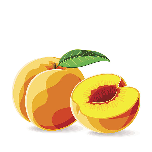 벡터 신선한 peaches 없이요 시드를 인명별.  벡터 일러스트레이션. - peach fruit portion orange stock illustrations
