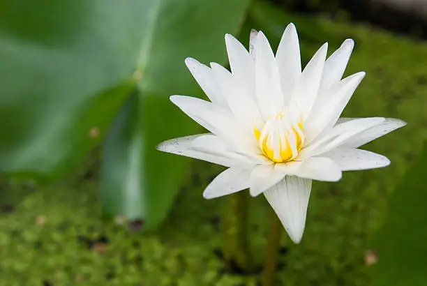 white lotus waterflower