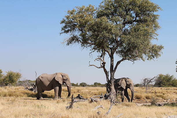 istock African elephants at water-hole 521054063