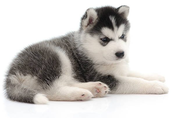 istock Cute little husky puppy isolated 521069483