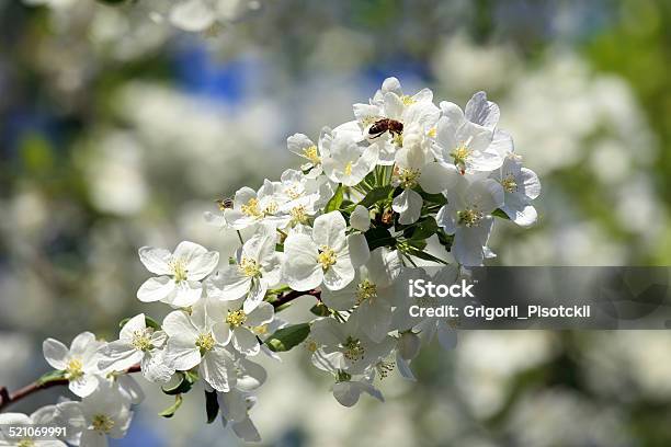 Appletree Flowers Stock Photo - Download Image Now - Agricultural Field, Apple - Fruit, Apple Blossom