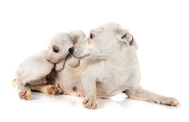 istock puppy jack russel terrier and mother 521070825