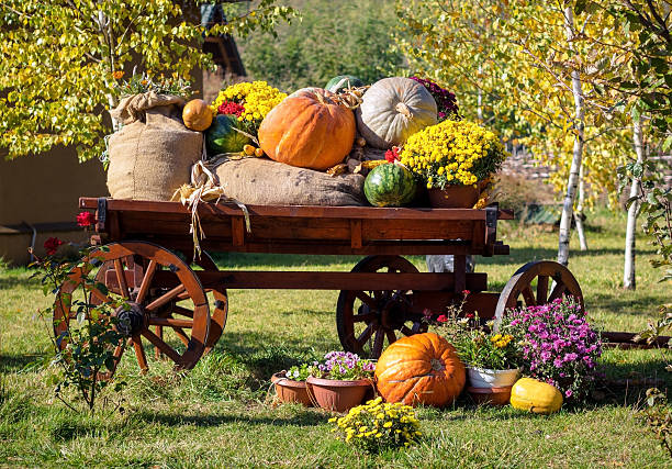 Wooden cart with autumn fruits. Autumn harvest festival - old cart with watermelons, sacks of potato, pumpkins and colorful autumn flowers. Landscape design in the country style for fall season.