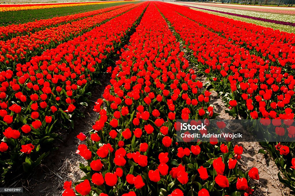 Tegen etnisch Dressoir Flower Field On Bloemen Route Netherlands Stock Photo - Download Image Now  - Netherlands, Agricultural Field, Arrangement - iStock