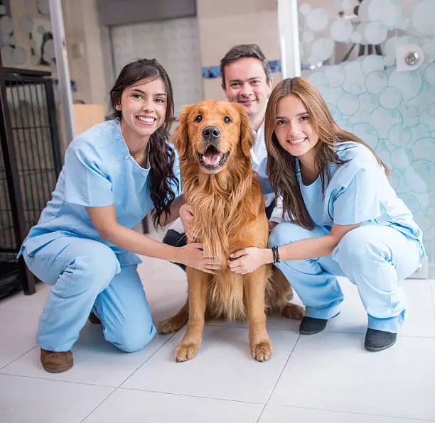 Photo of Dog at the vet