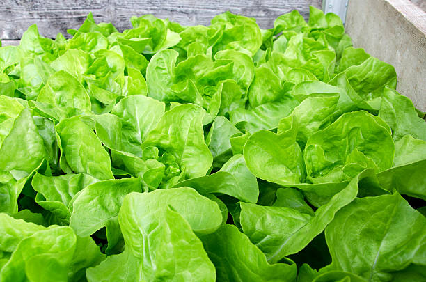 salada - giesen imagens e fotografias de stock