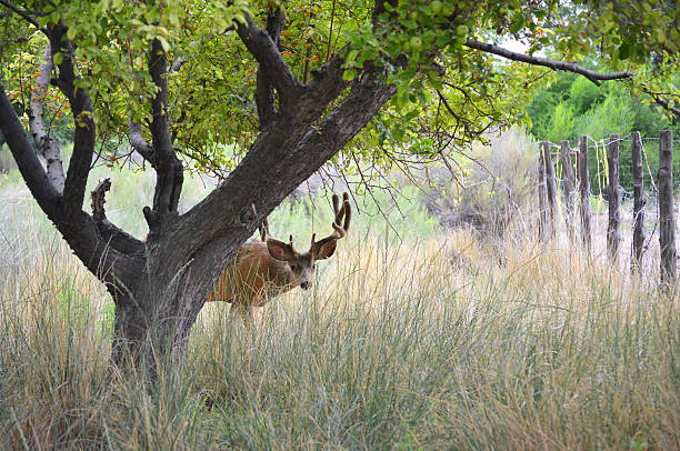 Deer Hiding behind Apple Tree stock photo