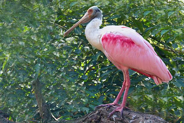 istock Wild bird in the wood 521073829