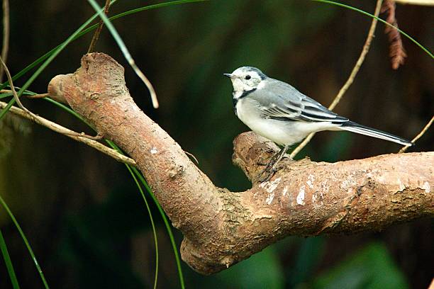 istock Wild bird in the wood 521073831