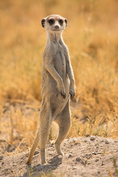 istock Meerkat in the Wild 521073973