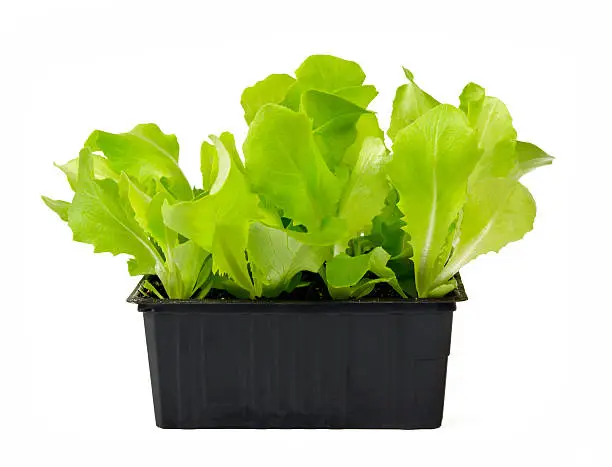 vegetable, harvests food, food, eats head salad, salad, the Green, garden, garden work, plants, plants, vegetable patch, pot, flower pot, would see, seed, seed, grow, vegetarian, vegan, nutrition, healthy, health, pour, cook, young-plant, raw food, supplement, salad plants