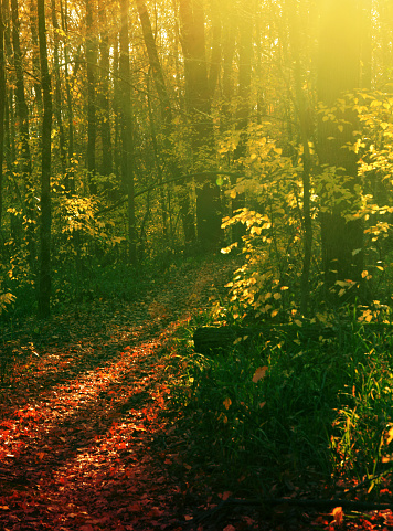 Camino en el Bosque en otoño rayos de luz photo