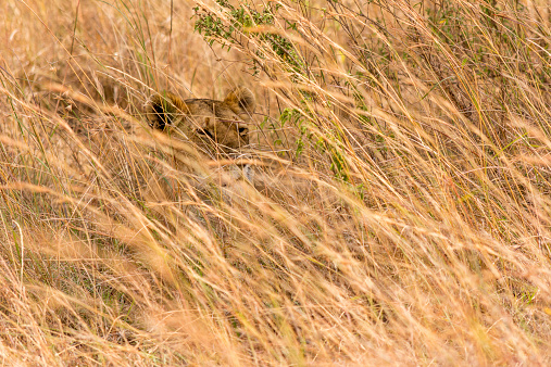 A female lioness stalks her prey as she hides in the tall dry grass of the Masai Mara, Kenya