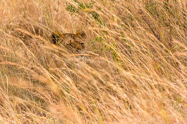 Lion Hiding In The Masai Mara Stock Photo - Download Image Now - Lion -  Feline, Grass, Hiding - iStock