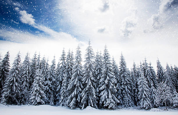 istock Christmas background with snowy fir trees 521074977