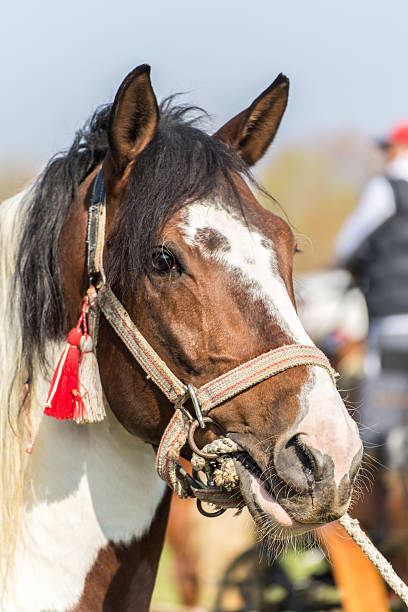 istock White and brown spotted horse 521075060