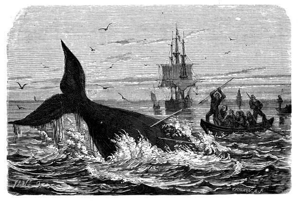 Antique illustration of whale fishing Antique illustration of whale fishing whaling stock illustrations