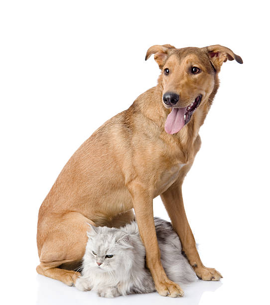 istock dog protects a cat.  looking away. isolated on white background 521075238