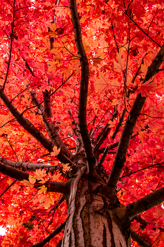 Looking up trunk of bright red maple tree with leaves changing on autumn afternoon