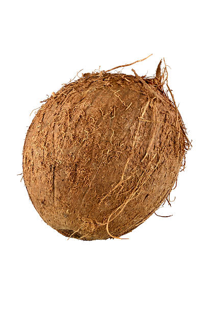 Close up of whole coconut with clipping path.