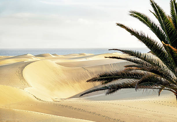 istock Maspalomas beach with sandy dunes. Gran Canaria, Canary islands, Spain. 521076062