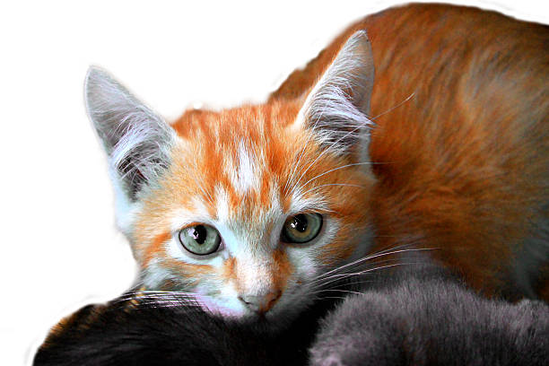 istock Fire colors kitten isolated on the white background 521076071