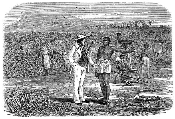 istock Antique illustration of coffee harvesting 521076183